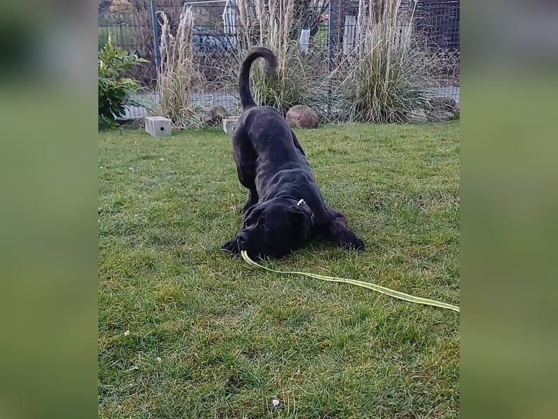 Jack- Goofy höchstpersönlich sucht sein Zuhause