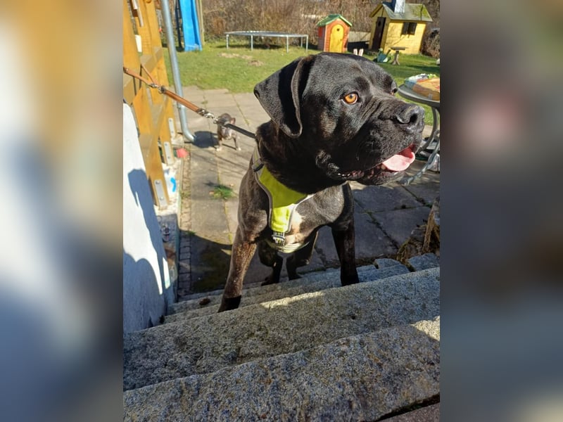 Jack- Goofy höchstpersönlich sucht sein Zuhause