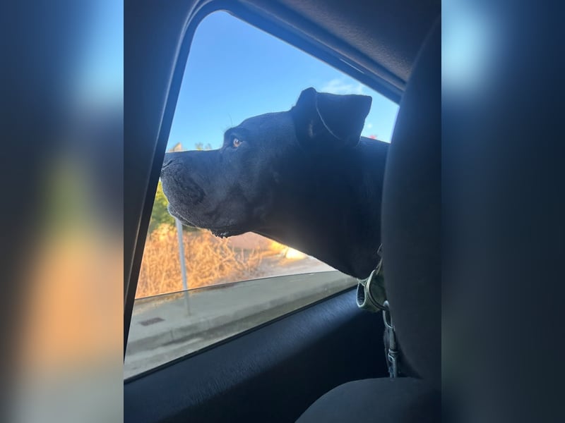 Wunder schöner Cane Corso zu vermitteln