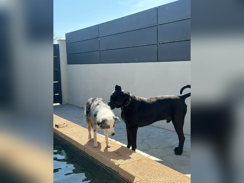Wunder schöner Cane Corso zu vermitteln