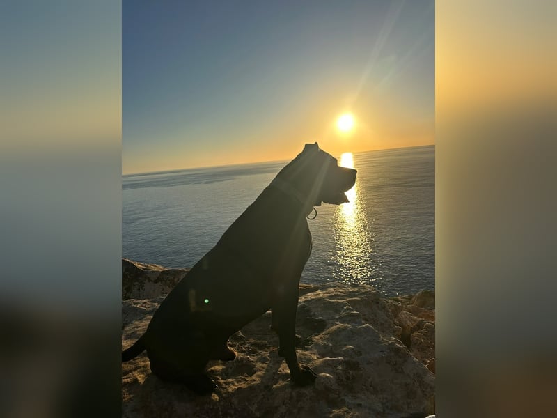 Wunder schöner Cane Corso zu vermitteln