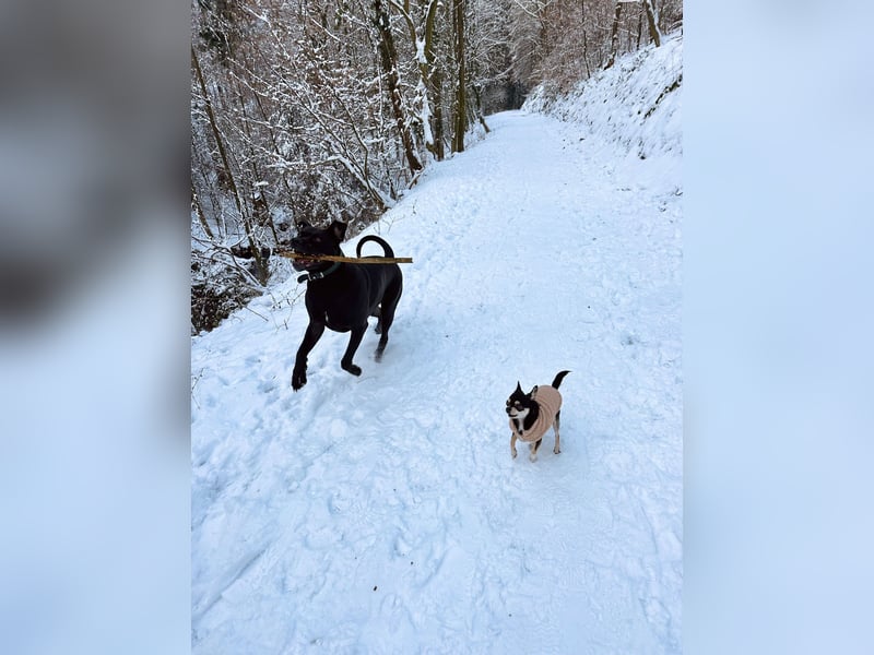 Wunder schöner Cane Corso zu vermitteln