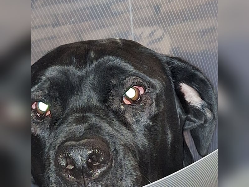 Rhodesian Ridgeback / Cane Corso Mix