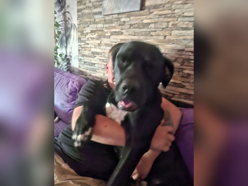 Rhodesian Ridgeback / Cane Corso Mix