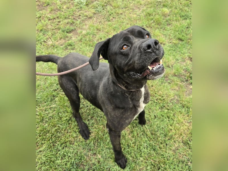 Kenobi - großer Hund mit großem Herzen