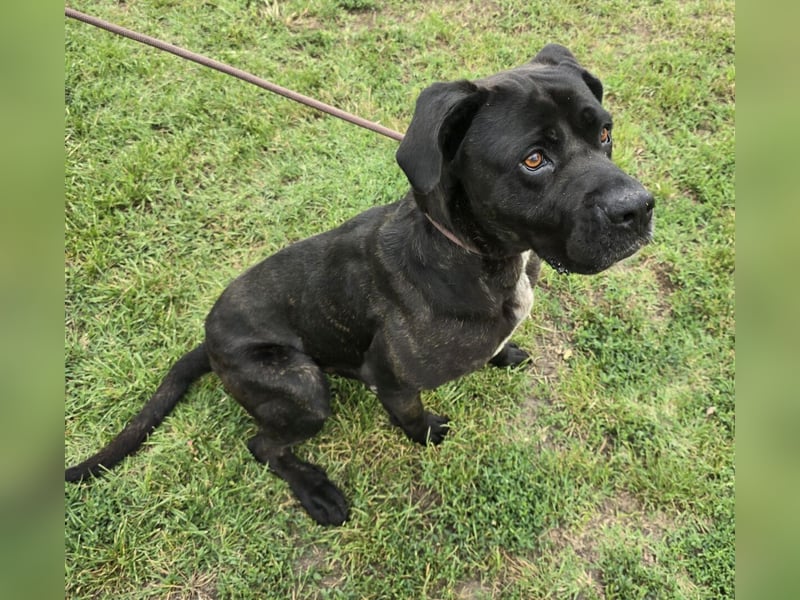 Kenobi - großer Hund mit großem Herzen