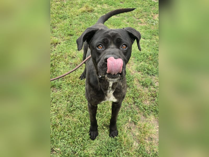 Kenobi - großer Hund mit großem Herzen