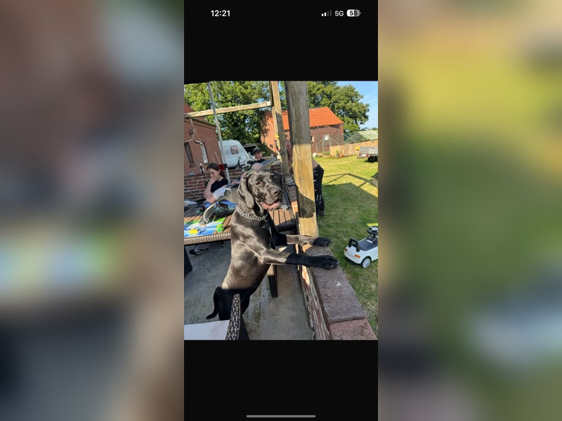 7 Montage Cane corso mix Hündin