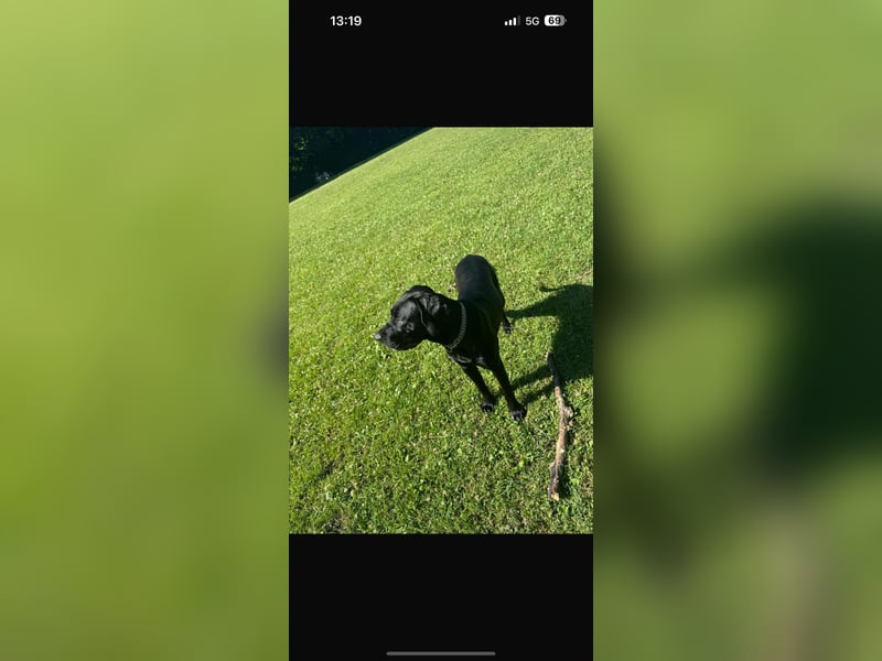 7 Montage Cane corso mix Hündin