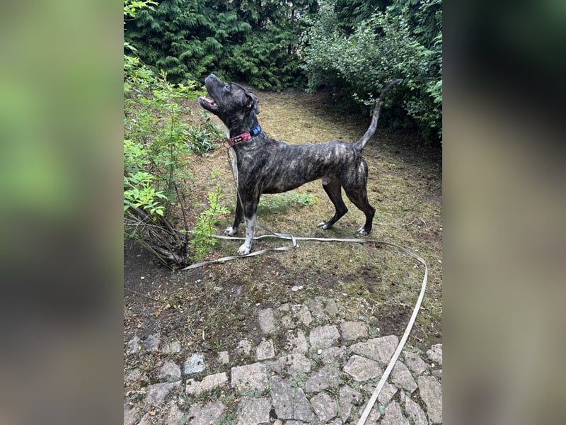 3 Jahre alter Rüde sucht neue Familie