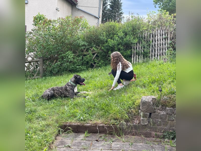3 Jahre alter Rüde sucht neue Familie