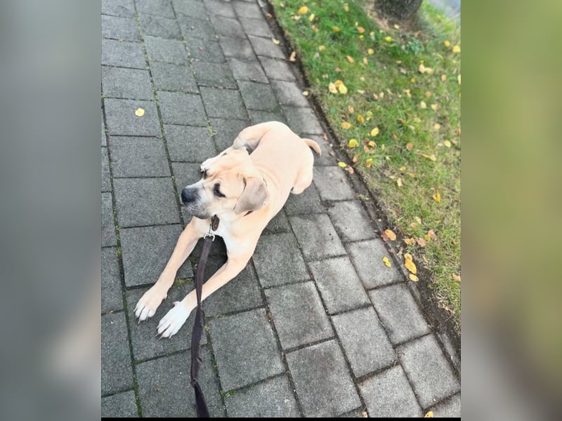 Reinrassige Cane Corso Welpen erwarten ihr neues Zuhause
