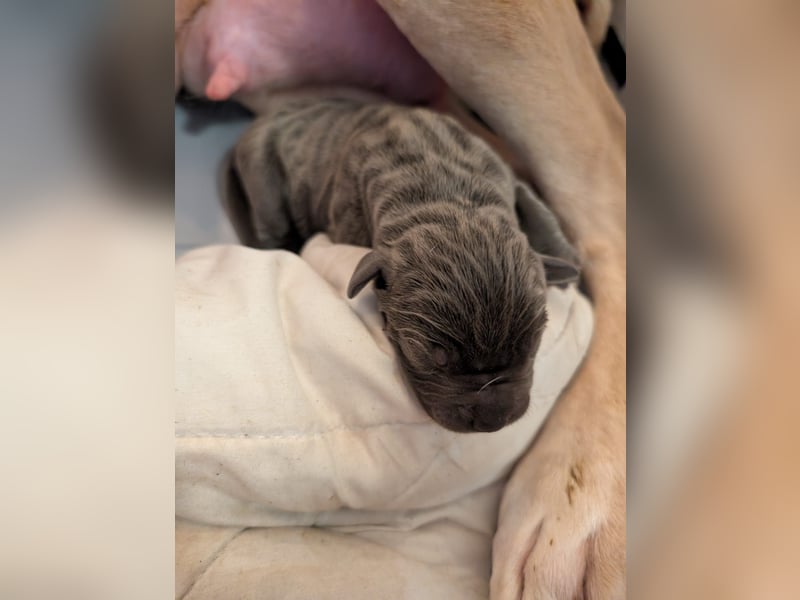 Reinrassige Cane Corso Welpen erwarten ihr neues Zuhause