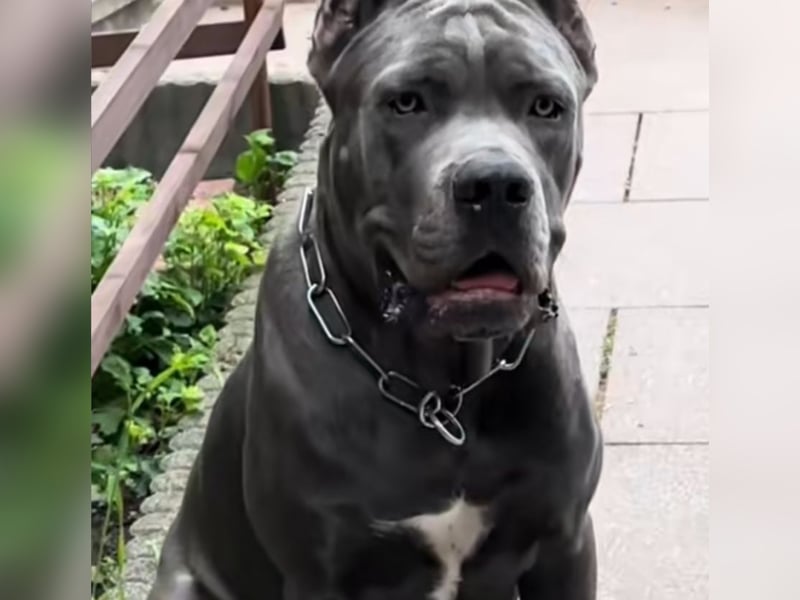 Reinrassige Cane Corso Welpen erwarten ihr neues Zuhause