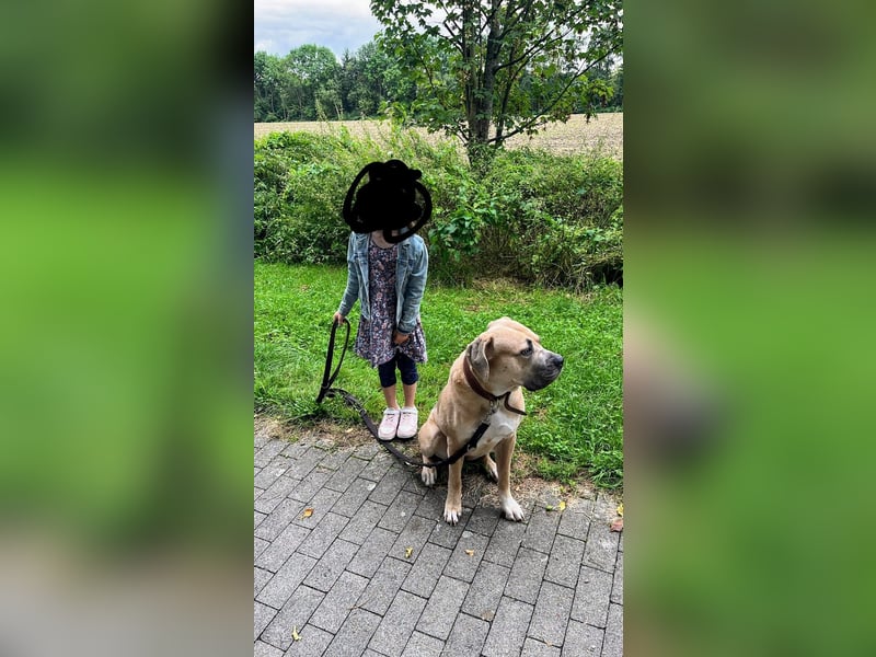 Reinrassige Cane Corso Welpen erwarten ihr neues Zuhause