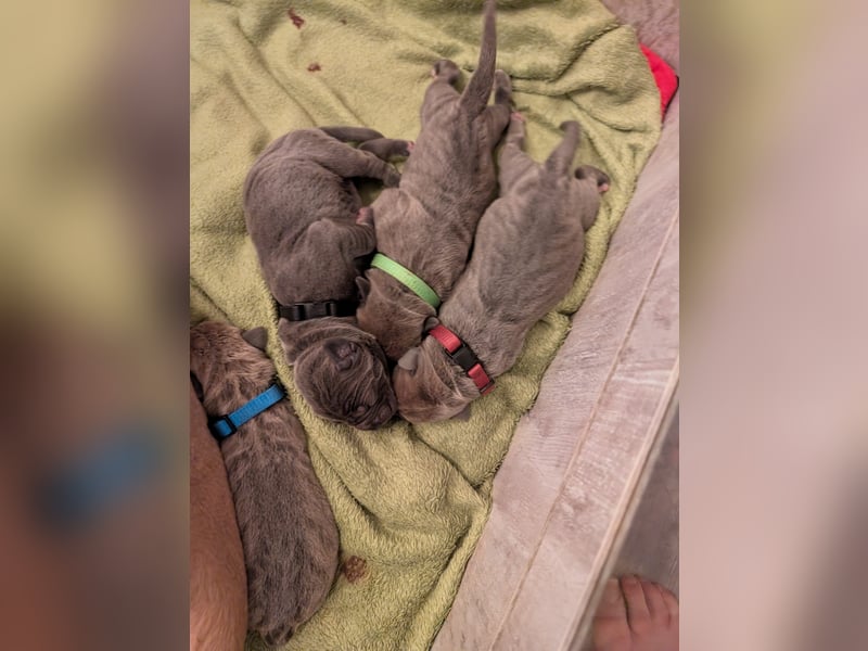 Reinrassige Cane Corso Welpen erwarten ihr neues Zuhause