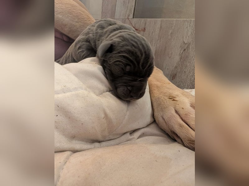 Reinrassige Cane Corso Welpen erwarten ihr neues Zuhause