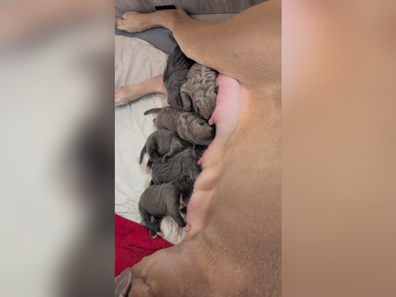 Reinrassige Cane Corso Welpen erwarten ihr neues Zuhause