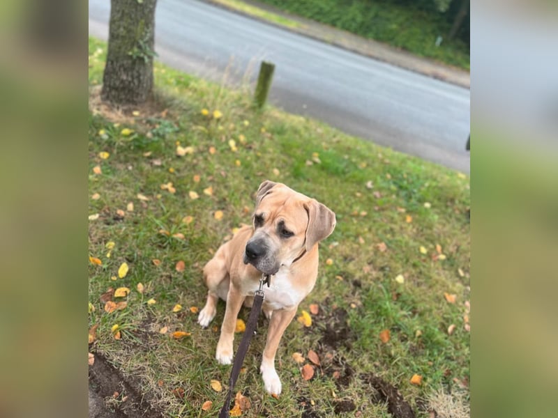 Reinrassige Cane Corso Welpen erwarten ihr neues Zuhause