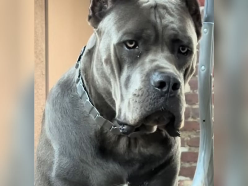 Reinrassige Cane Corso Welpen erwarten ihr neues Zuhause