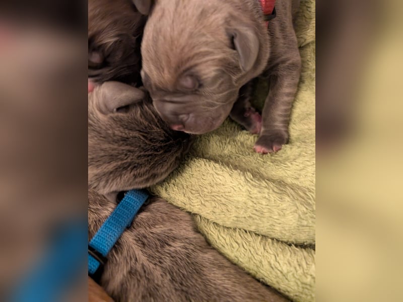 Reinrassige Cane Corso Welpen erwarten ihr neues Zuhause