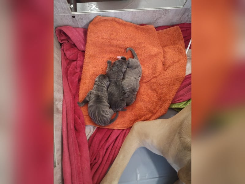 Reinrassige Cane Corso Welpen erwarten ihr neues Zuhause