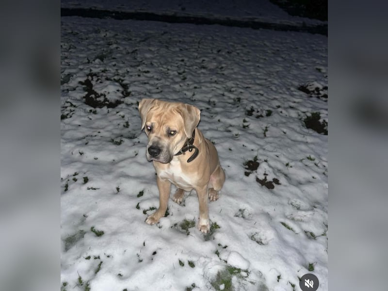 Reinrassige Cane Corso Welpen erwarten ihr neues Zuhause