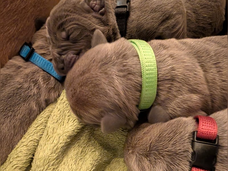 Reinrassige Cane Corso Welpen erwarten ihr neues Zuhause