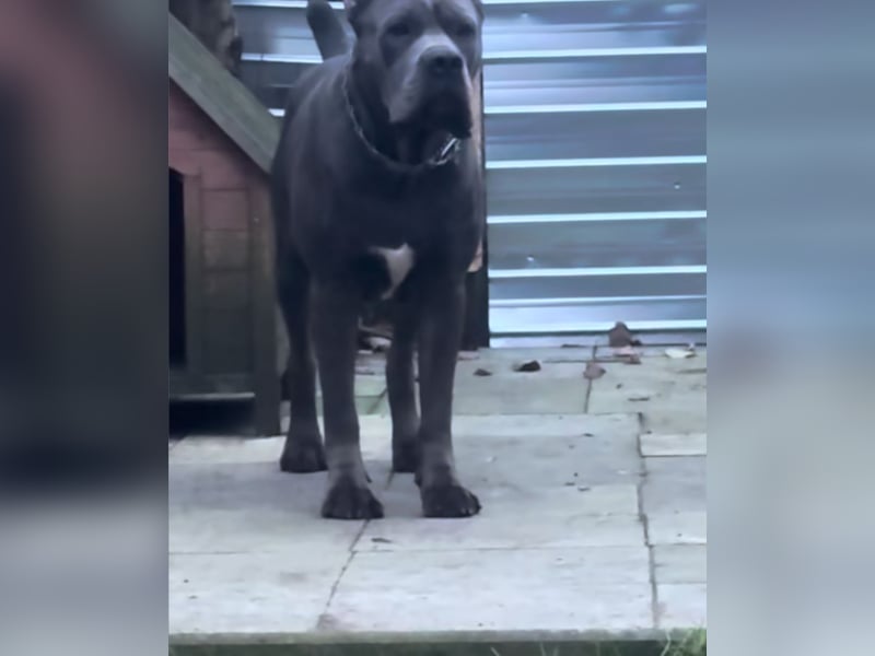 Reinrassige Cane Corso Welpen erwarten ihr neues Zuhause