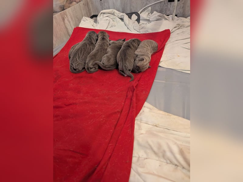 Reinrassige Cane Corso Welpen erwarten ihr neues Zuhause