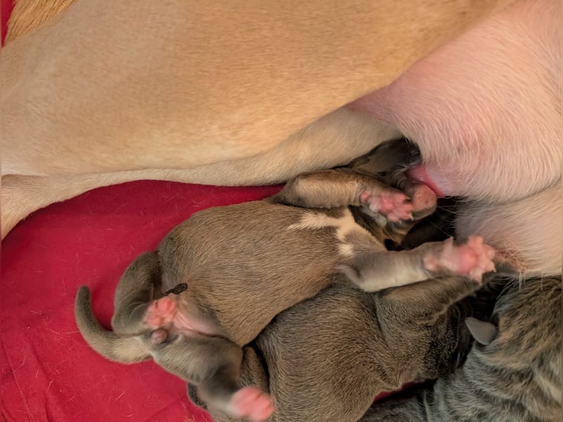 Reinrassige Cane Corso Welpen erwarten ihr neues Zuhause