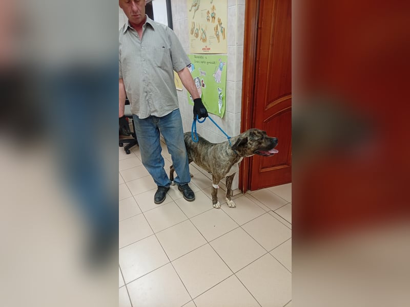 Felhö sucht ein liebevolles Zuhause