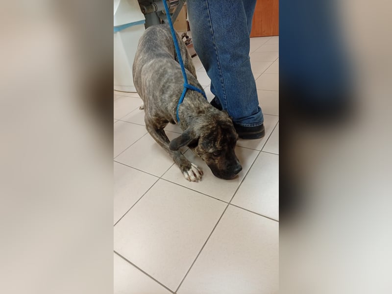 Felhö sucht ein liebevolles Zuhause