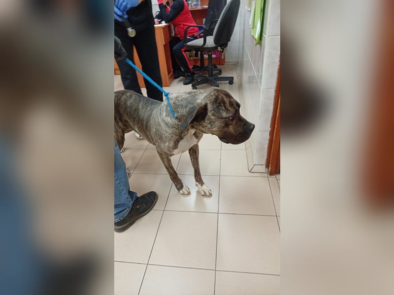 Felhö sucht ein liebevolles Zuhause