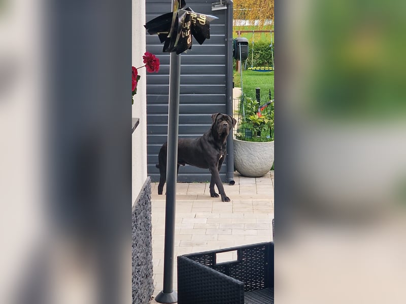Canecorso Familie