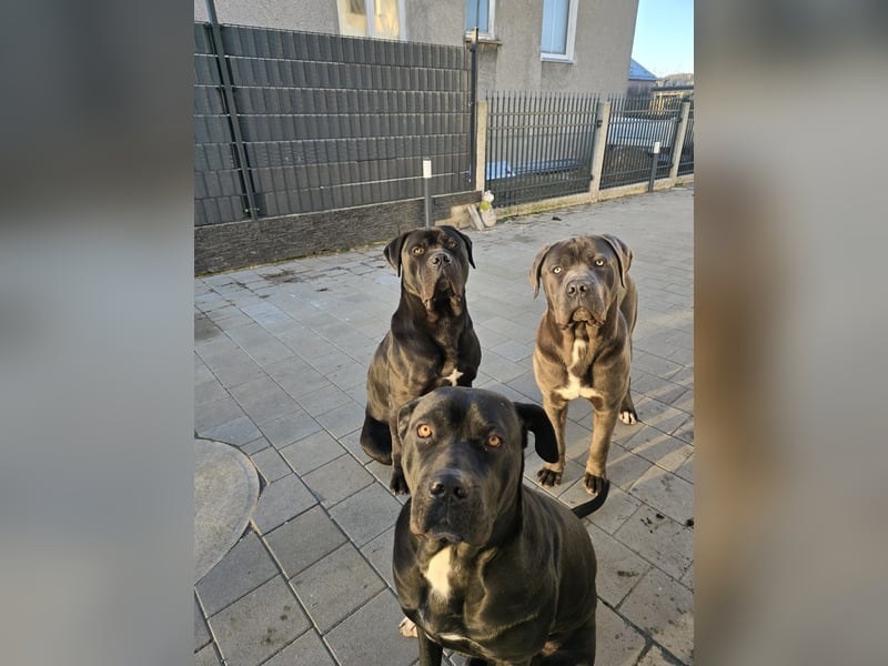 Canecorso Familie