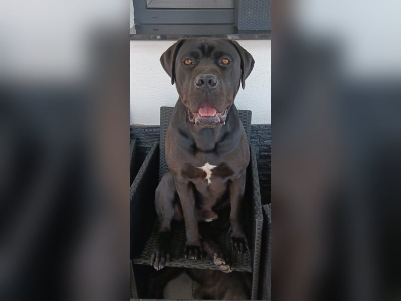 Canecorso Familie