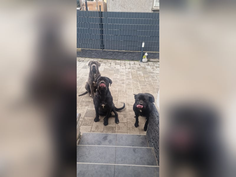 Canecorso Familie