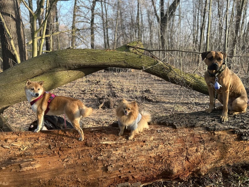 Cane Corso Rüde, 3 Jahre