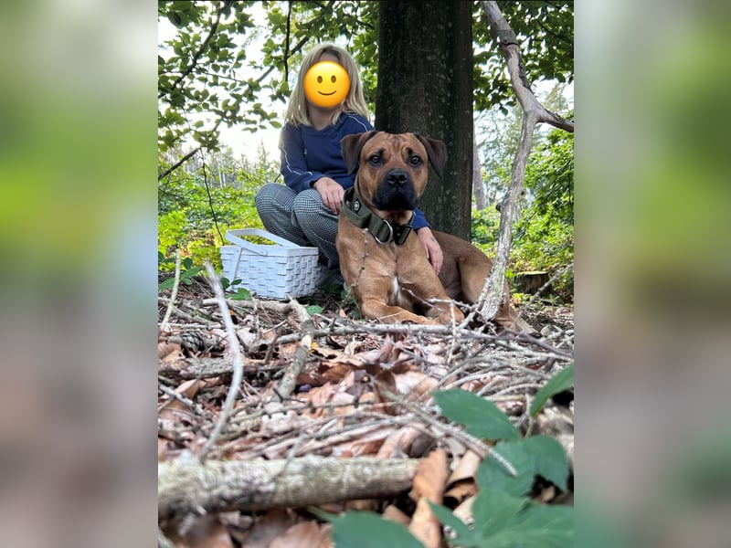 Cane Corso Rüde, 3 Jahre