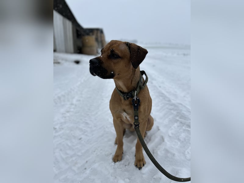 Cane Corso Rüde, 3 Jahre