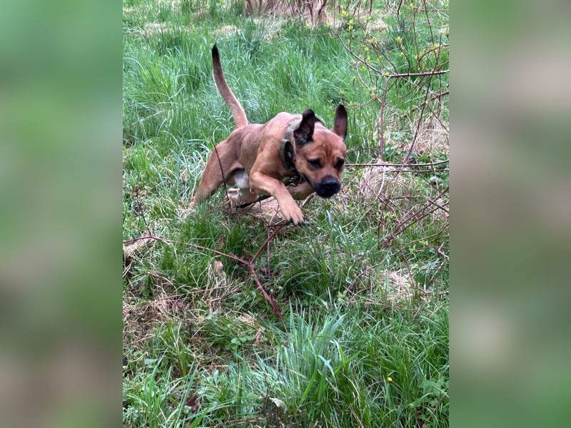 Cane Corso Rüde, 3 Jahre