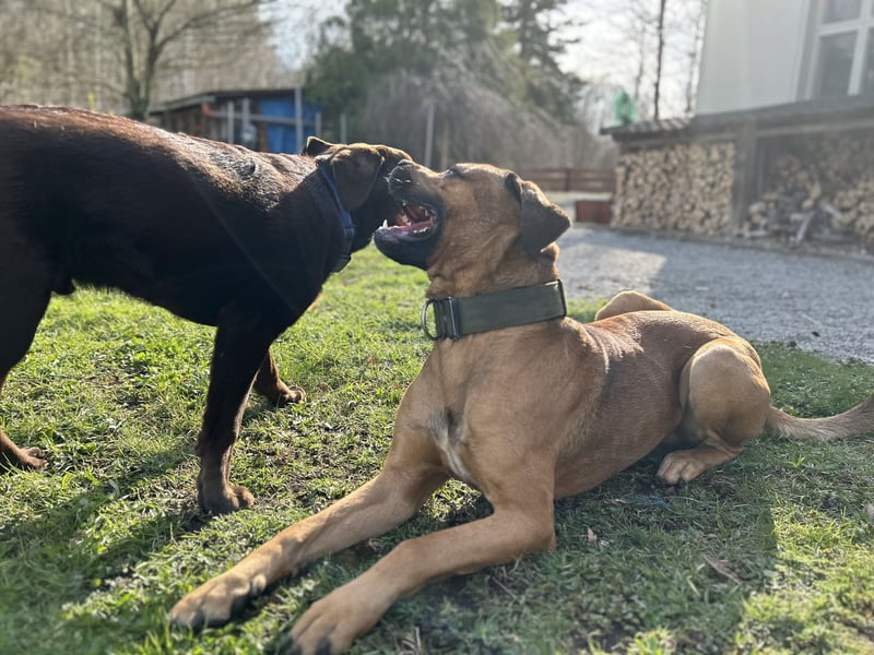 Cane Corso Rüde, 3 Jahre