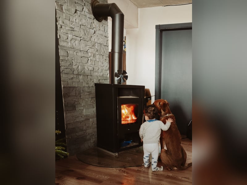 Cane Corso Rüde, 3 Jahre