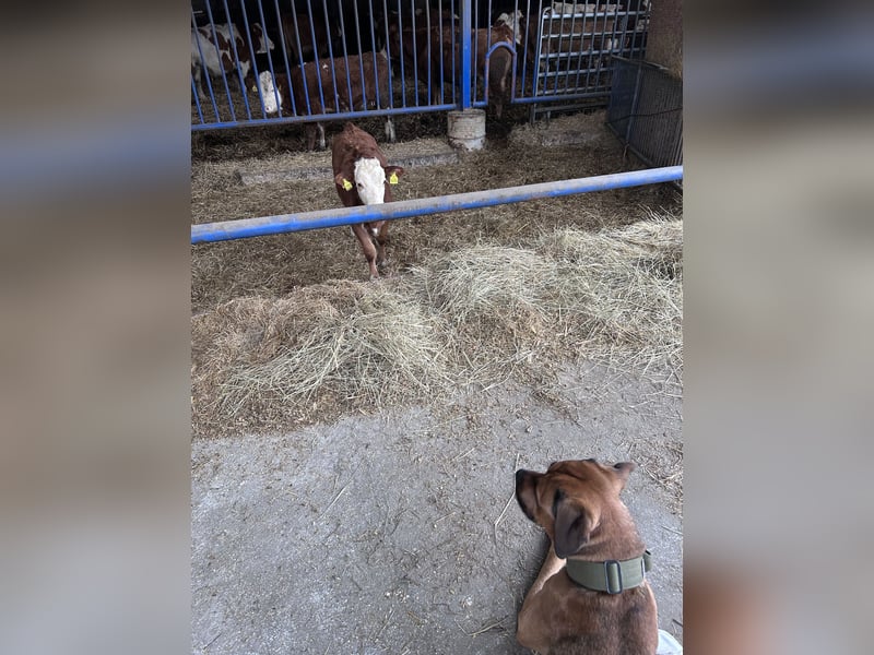 Cane Corso Rüde, 3 Jahre