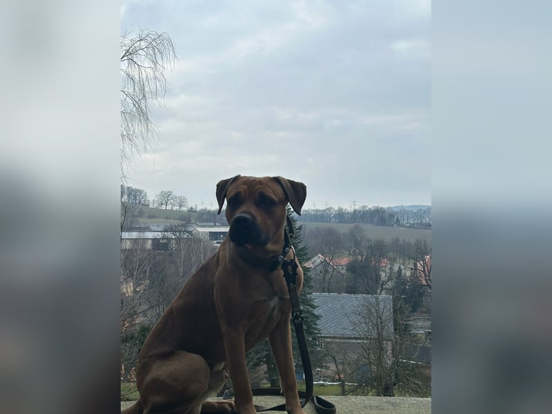 Cane Corso Rüde, 3 Jahre