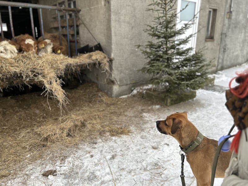Cane Corso Rüde, 3 Jahre
