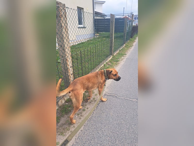 Cane Corso Rüde, 3 Jahre