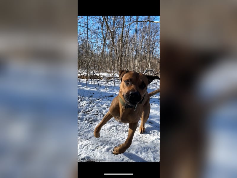 Cane Corso Rüde, 3 Jahre