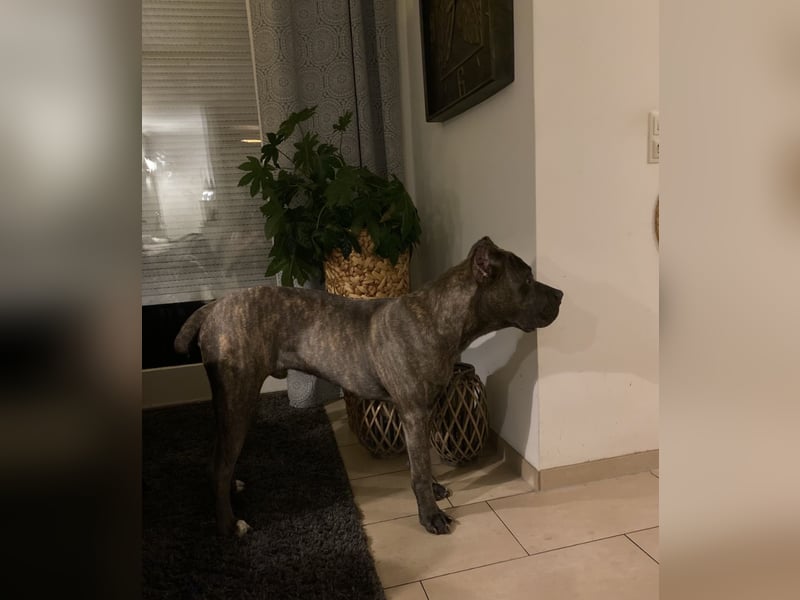 Cane Corso Rüde